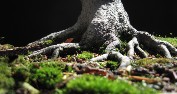 beech bonsai